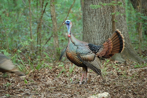 Posing Gobbler.jpg